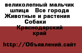 великолепный мальчик шпица - Все города Животные и растения » Собаки   . Краснодарский край